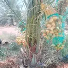 فسايل نخيل خلاص اشقير مثمر درجة اولى