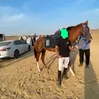 حصان خصي خط فرنسي سرعة ورق
