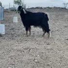 تيس فحل