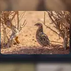 سمان حي للبيع الموقع ينبع