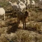 غنم مقاني