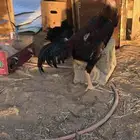 ديك هندي تلقيح حار