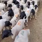 اغنام برابر مرابي