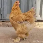 مطلوب دجاج براهما