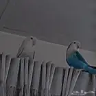 روز