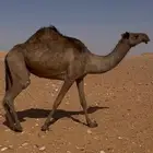للبيع ناقه صفراء طيبه