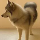 هوسكي عمره سنة وشهر مدرب متطعم كل التطعيمات مع كرت التطعيم