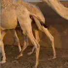 حشو طيبة للبيع