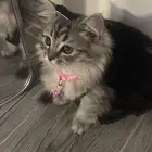 قطة شيرازيه