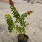 شتلات واشجار داخلي وخارجي