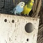 طيور حب