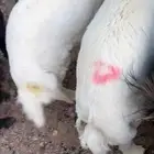 يوجد خروفين تصلح كرامة