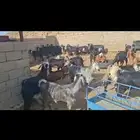 للبيع معزا وتيوس