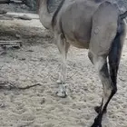 ناقه حمر لقحه