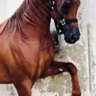 خيل عربي مصري فاخرر ورق