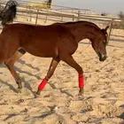 للبيع مهره شعبيه فاخره الحد 5500 تم البيع