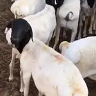 طليان برابر مربى