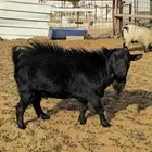 تيس فحل ماعز قزمي اسود صك لامع ومستوا بطل