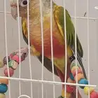 كنيور اليف للبيع