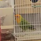 طير روز اليف