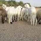 ذبايح بريه فاخره مع خدمه الذبح والتوصيل حسب الطلب