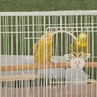 جوز بادجي منتج