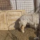 للبيع رخل فل شحم وجذعه وجبره