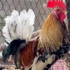 دجاج للبيع بلدي بياض من 30 رياا ذكر وانثى