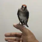 حسون لغة اليف وهدد