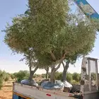 نخيل عربي وشنطونيا زينه امركي