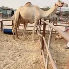 خلفه تحتها بكره نوعيه للبيع هجن