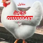 مقاول عنابر دواجن   شركة بناء الحظائر الدواجن