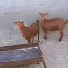 عنزين دهم للبيع