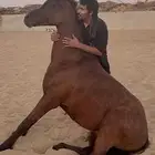 خيل عربي ورق