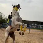 فرس شعبيه شيخه للبيع
