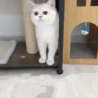 للبيع ذكر ay12 مستوى اسطوري