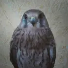 شبوط للبيع   على السوم