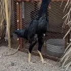 ديك ودجاجه شامو يباني