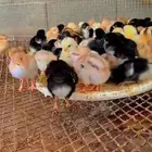 مطلوب صوص تركي