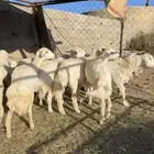 ارخال إعمار من 5شهور الي 6 شهور