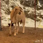 فحل طلي حري مشروط