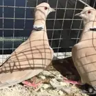 قمري طوق للبيع