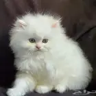 قطة شيرازي بيور