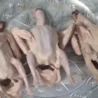 حمام فرنسي حجم جمبو