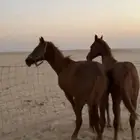 فرس شعبيه