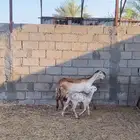 رغوث درمانية فاخرة