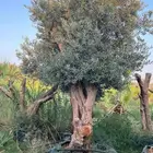 اشجار الزيتون المعمر احجام مختلفه يتوفر لدينا توصيل