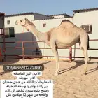 ناقه هجن منتج سبق ولقحه على مذخور بعير ابو مناكب