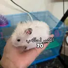 همسترات اليفة ما تعض