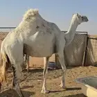 ناقة ضريبة مبيوع ولدها